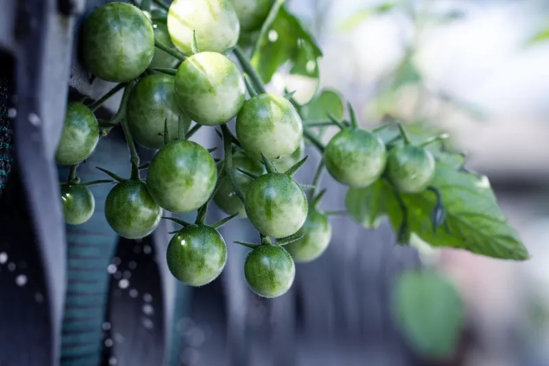 When America Called Tomatoes Deadly: How One Man's Public Stunt Built a Billion-Dollar Industry